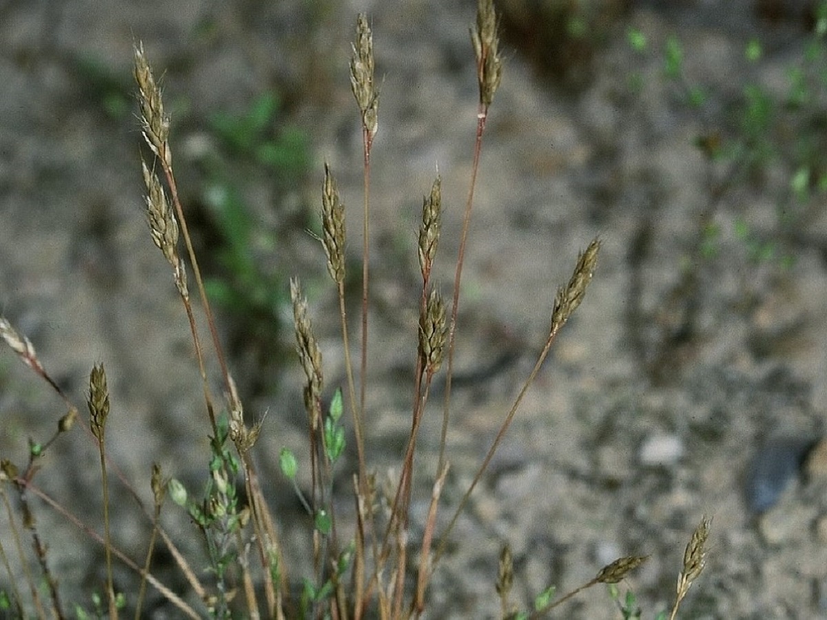 Aira praecox (Poaceae)